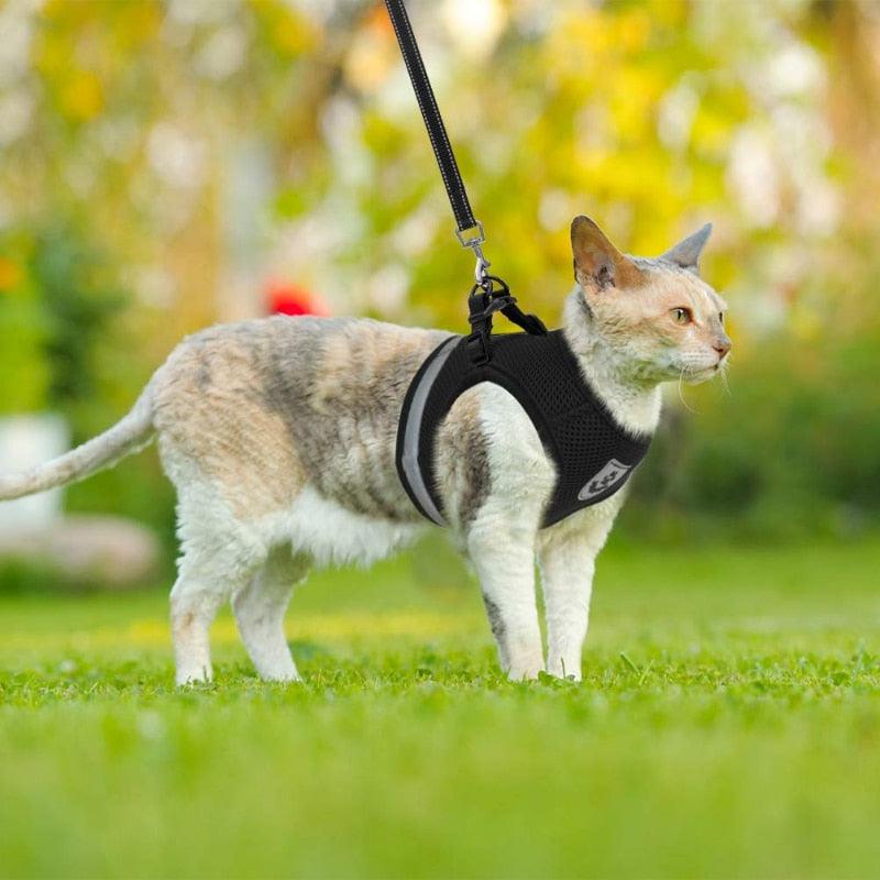 Colete Regulável e Super Confortável para Cachorro e gato - Smart tech